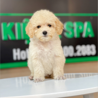 Poodle Toy - Màu Kem (MS 03)