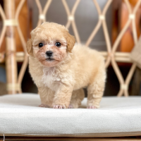 Poodle Tiny - Màu Kem (MS 04)