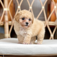 Poodle Tiny - Màu Kem (MS 04)