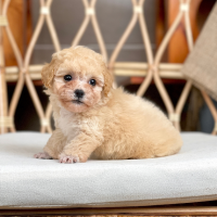 Poodle Tiny - Màu Kem (MS 04)