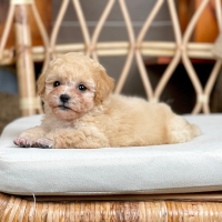 Poodle Tiny - Màu Kem (MS 04)