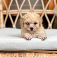 Poodle Tiny - Màu Kem (MS 04)