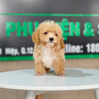 Poodle Tiny - Màu Mơ (MS 03)