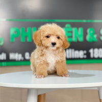 Poodle Tiny - Màu Mơ (MS 03)