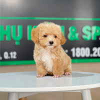 Poodle Tiny - Màu Mơ (MS 03)