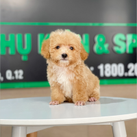 Poodle Tiny - Màu Mơ (MS 03)