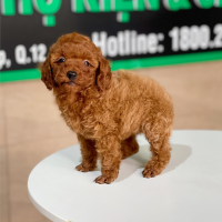 Poodle Tiny - Màu Nâu (MS 06)