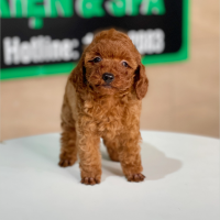 Poodle Tiny - Màu Nâu (MS 06)