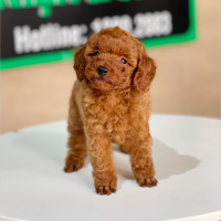 Poodle Tiny - Màu Nâu (MS 06)