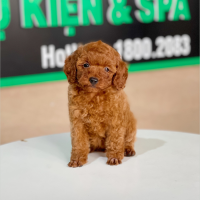 Poodle Tiny - Màu Nâu (MS 06)
