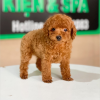 Poodle Tiny - Màu Nâu (MS 07)