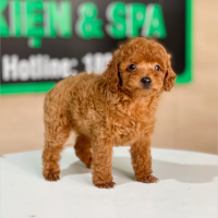 Poodle Tiny - Màu Nâu (MS 07)