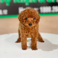 Poodle Tiny - Màu Nâu (MS 07)
