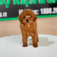 Poodle Tiny - Màu Nâu (MS 07)