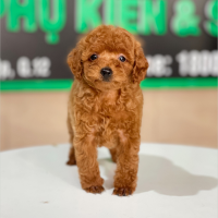 Poodle Tiny - Màu Nâu (MS 07)