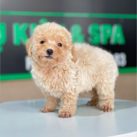 Poodle Tiny - Màu Kem (MS 02)