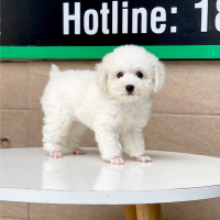 Poodle Toy - Màu Trắng (MS 01)