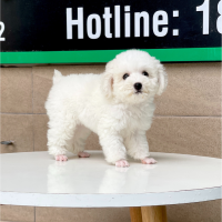 Poodle Toy - Màu Trắng (MS 01)