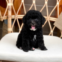 Poodle Toy - Màu Đen (MS 03)