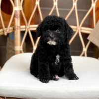 Poodle Toy - Màu Đen (MS 03)