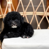 Poodle Toy - Màu Đen (MS 03)