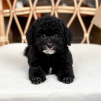 Poodle Toy - Màu Đen (MS 03)