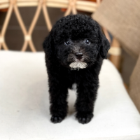 Poodle Toy - Màu Đen (MS 03)