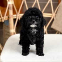 Poodle Toy - Màu Đen (MS 04)
