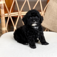 Poodle Toy - Màu Đen (MS 04)