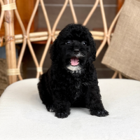Poodle Toy - Màu Đen (MS 04)