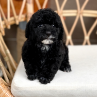 Poodle Toy - Màu Đen (MS 04)