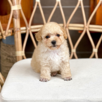 Poodle Toy - Màu Kem (MS 05)