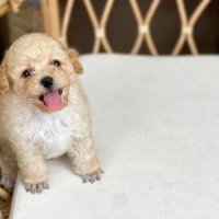 Poodle Toy - Màu Kem (MS 05)