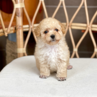 Poodle Toy - Màu Kem (MS 05)