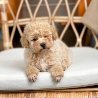 Poodle Toy - Màu Kem (MS 06)