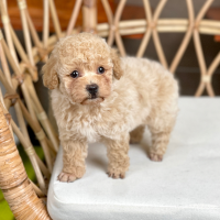 Poodle Toy - Màu Kem (MS 06)