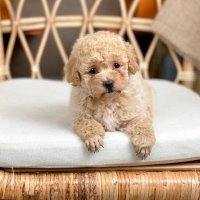Poodle Toy - Màu Kem (MS 06)