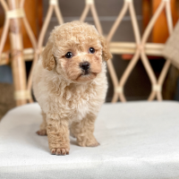 Poodle Toy - Màu Kem (MS 06)