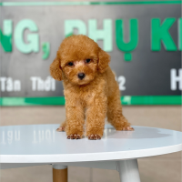 Poodle Toy - Màu Mơ (MS 06)