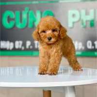 Poodle Toy - Màu Mơ (MS 06)