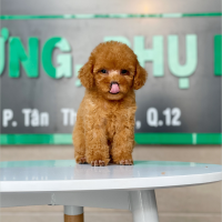 Poodle Toy - Màu Mơ (MS 06)