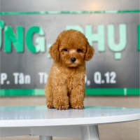 Poodle Toy - Màu Mơ (MS 06)