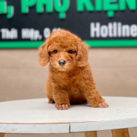 Poodle Toy - Màu Nâu (MS 17)