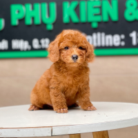Poodle Toy - Màu Nâu (MS 17)