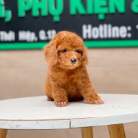 Poodle Toy - Màu Nâu (MS 17)