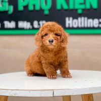 Poodle Toy - Màu Nâu (MS 17)