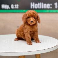 Poodle Toy - Màu Nâu (MS 18)