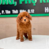 Poodle Toy - Màu Nâu (MS 18)