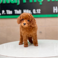 Poodle Toy - Màu Nâu (MS 18)