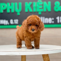 Poodle Toy - Màu Nâu (MS 19)